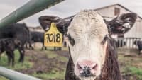 kráva tele calf-362170 960 720